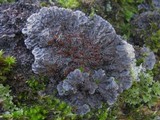 Degelia plumbea image