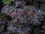 Pannaria rubiginosa image