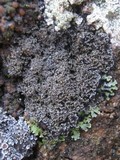 Pannaria conoplea image