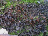 Nephroma laevigatum image