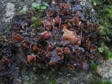 Nephroma laevigatum image
