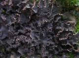 Nephroma tangeriense image