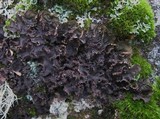 Nephroma tangeriense image
