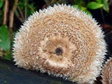 Lentinus berteroi image