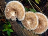 Lentinus berteroi image