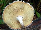 Lentinus berteroi image