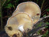 Lentinus berteroi image