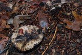 Gomphidius oregonensis image