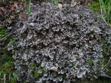Peltigera ponojensis image