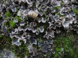 Peltigera ponojensis image