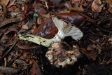 Gomphidius oregonensis image