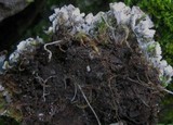 Peltigera ponojensis image