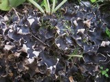 Peltigera neckeri image