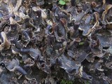 Peltigera neckeri image