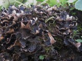 Peltigera neckeri image