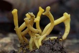 Clavulinopsis corniculata image