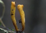 Clavulinopsis corniculata image