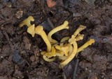 Clavulinopsis corniculata image