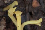 Clavulinopsis corniculata image
