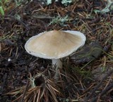 Rhodocollybia butyracea image