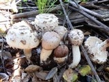 Chlorophyllum rachodes image