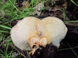 Polyporus tuberaster image
