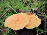 Polyporus tuberaster image
