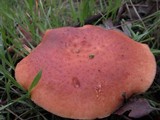 Polyporus tuberaster image