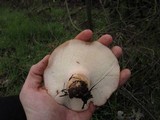 Polyporus tuberaster image