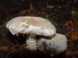 Amanita excelsa image