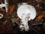 Amanita excelsa image