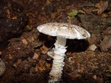 Amanita excelsa image