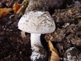 Amanita excelsa image