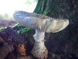 Amanita excelsa image