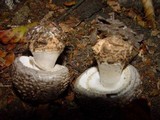 Amanita excelsa image
