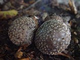 Amanita excelsa image