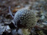 Amanita excelsa image