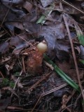Calostoma cinnabarinum image