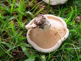Lactarius controversus image