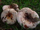 Lactarius controversus image