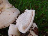 Lactarius controversus image