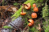Gymnopilus picreus image