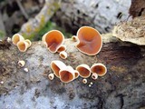 Schizophyllum amplum image