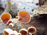 Schizophyllum amplum image
