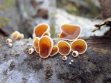 Schizophyllum amplum image