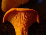 Cantharellus subpruinosus image
