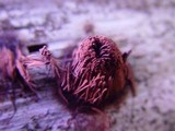 Stemonitis fusca image