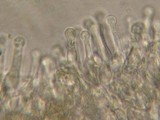 Gymnopilus picreus image