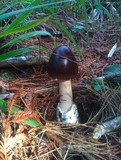 Amanita pachycolea image