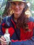 Amanita pachycolea image